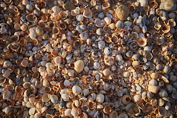 Beach texture from shell rock