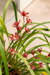 Fototapeta premium Cymbidium flowers in Saint Gallen in Switzerland 21.3.2025