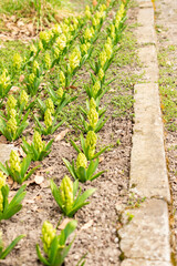 Naklejka premium Hyacinthus Orientalis plant in Saint Gallen in Switzerland 21.3.2025