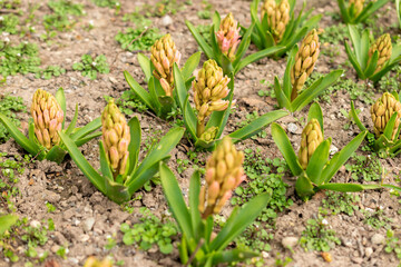 Obraz premium Hyacinthus Orientalis plant in Saint Gallen in Switzerland 21.3.2025