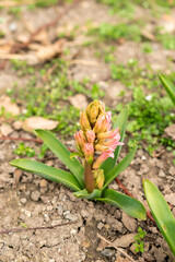 Hyacinthus Orientalis plant in Saint Gallen in Switzerland 21.3.2025