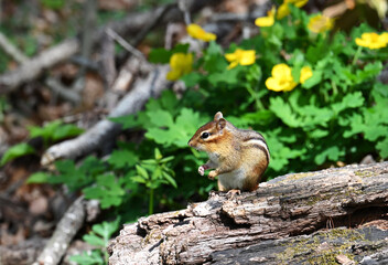 Chipmunk sitting on a log in the woods with wildflowers