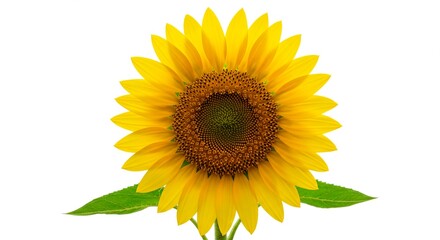 Naklejka premium A close up of a vibrant yellow sunflower with green leaves isolated against a white background view