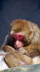 Naklejka premium Japanese macaque rummaging through the fur of its fellow macaque