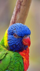 Sharp-eyed Lorikeet