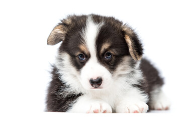 cute dog pet corgi listening with ear on white background