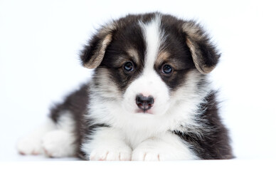 dog pet corgi on white background