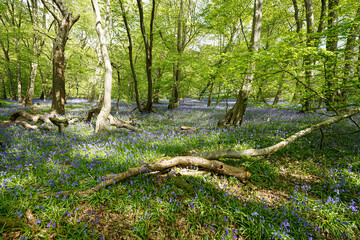Bluebells in Bloom in Woodland Forest Spring Flowers