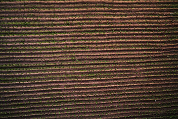 Top view: soil and rows of a potato field