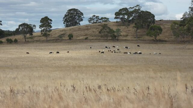 livestock in a meadow, sustainable carbon neutral farming being practiced. regenerative raised cows in a field. agricultural technology innovation.	
