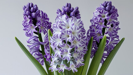 Close up portrait of purple and white striped hyacinth flowers in bloom
