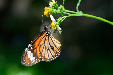 Butterflies seek nectar from flowers in the natural field. Butterfly. Striped tiger, Common Tiger.