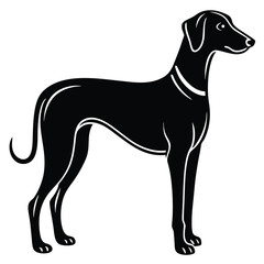 blound hound vector