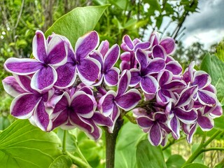 Lilas en fleur au printemps 