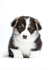 portrait puppy welsh corgi sits full length on white background