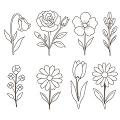 Classic Floral Line Art Set, 8 Hand-drawn Bloom Illustrations for Minimal Design
