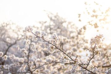 夕日に照らされる桜