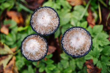 Hare's foot inkcap mushrooms growing in green grass