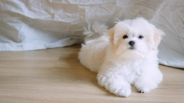 A fluffy white Maltese puppy lies on wooden flooring, drowsy and adorable in daylight, glancing sweetly at the camera with calm and cozy charm.