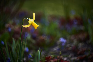 Daffodil