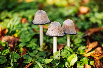Coprinus comatus mushrooms growing in green grass