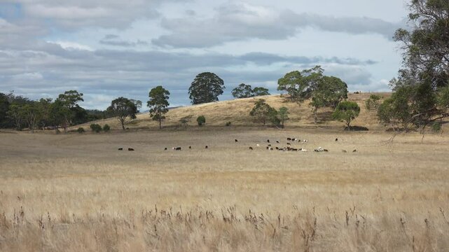 livestock in a meadow, sustainable carbon neutral farming being practiced. regenerative raised cows in a field. agricultural technology innovation.	
