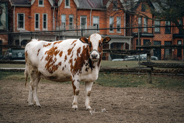 cows in a farm