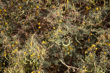  Acacia tree species in the Nile Valley in Aswan, Egypt