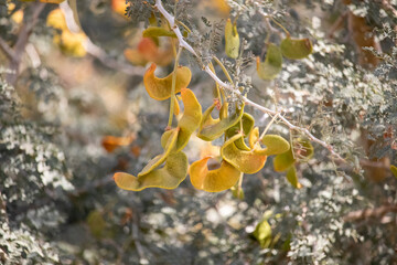  Acacia tree species in the Nile Valley in Aswan, Egypt