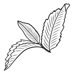 Obraz premium Sprig of mint vector illustration in sketch style. Hand drawn line art for packaging and design. Black and white vintage outline for recipes and cocktails