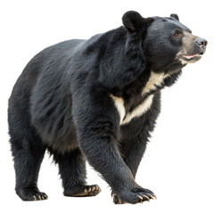 Asiatic black bear png bear portrait png wildlife mammal png transparent background image