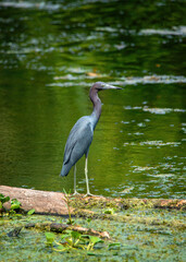 Little blue heron at Brazos Bend State Park, Texas