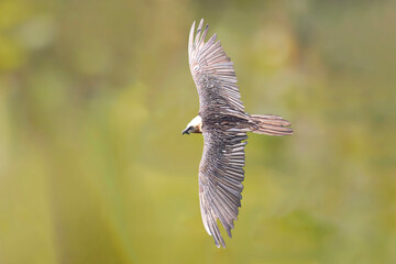 Obraz premium Bearded Vulture The Keeper of the High Cliffs