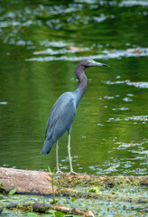 Little blue heron at Brazos Bend State Park, Texas