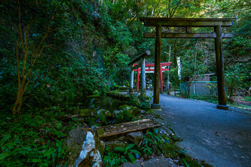 神秘的な森に続く深澤銭洗弁財天の参道