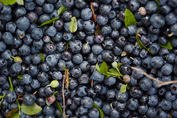 Blueberries, close-up