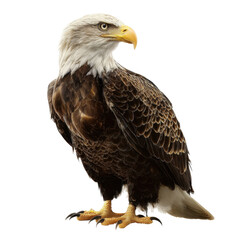 Obraz premium A majestic eagle with striking plumage, sharp talons, and a keen gaze, symbolizing strength and freedom.