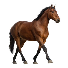 Obraz premium A brown horse walking gracefully, showcasing its muscular build and flowing mane.