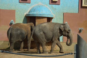 African elephant in the zoo. two large wild animals, mammals. background for the design.