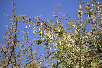  Acacia tree species in the Nile Valley in Aswan, Egypt