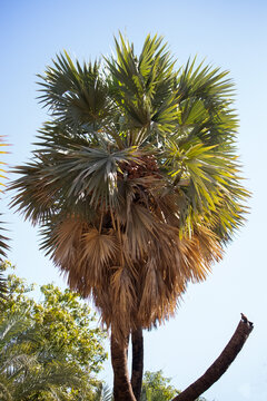 Doum palm tree (Hyphaene thebaica) in Aswan, Egypt