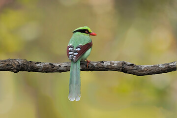 The Bold Beauty of the Common Green Magpie
