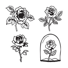 Black and white roses flower