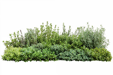 Green grass bushes shrub on white background