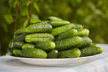 Group of fresh green cucumbers on a plate, close-up
