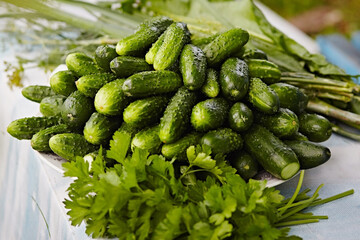 Group of fresh green cucumbers with parsley on a plate, close-up