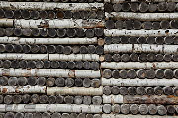 Birch log wall texture
