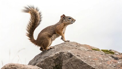 A squirrel, captured in natural light with a shallow depth of field