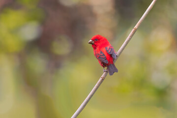 The Scarlet Finch A Flash of Red in the Green Canopy