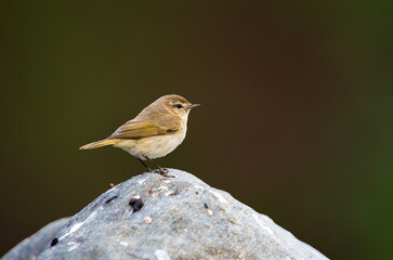 The Song of the Common Chiffchaff